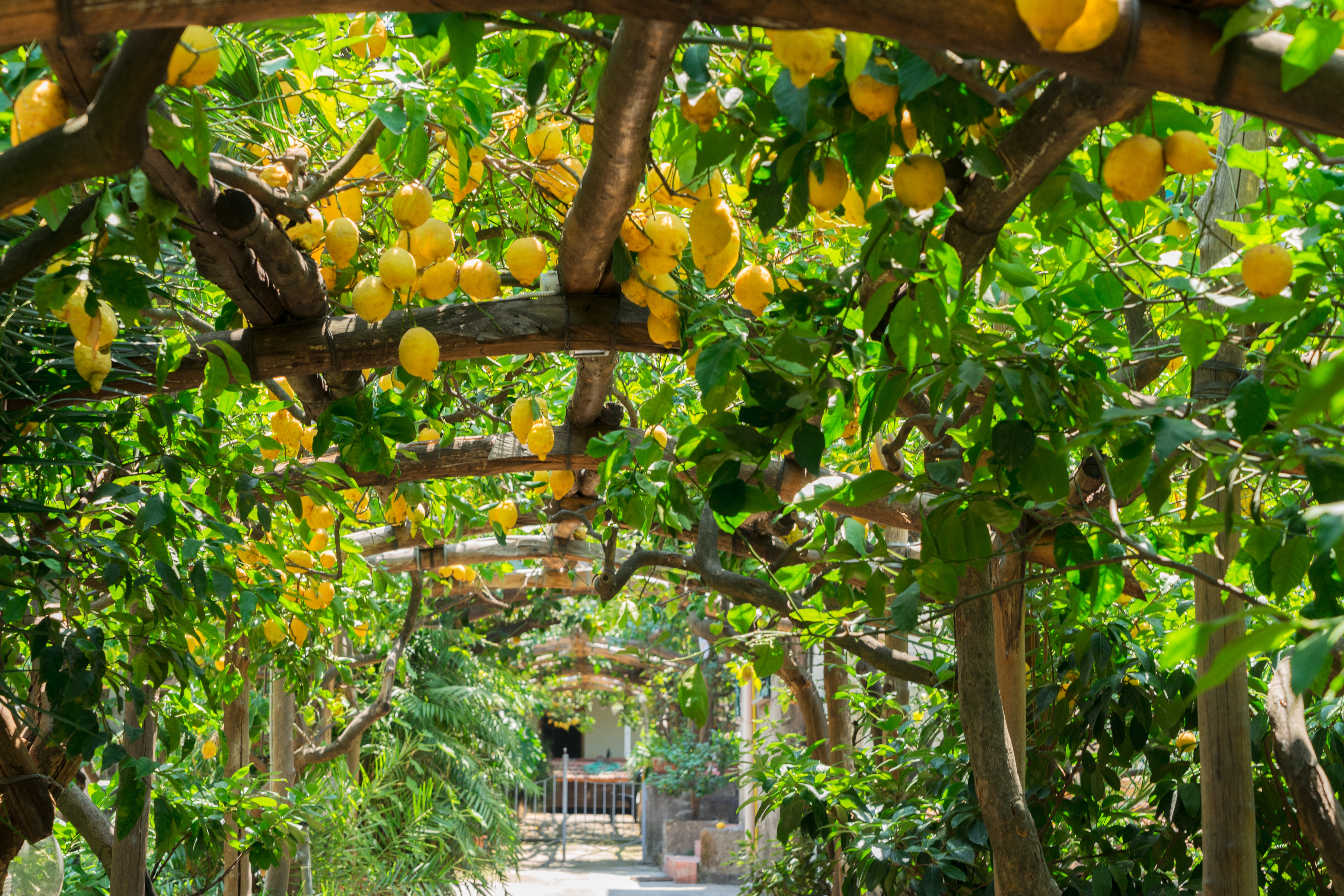 Lemon Farm in Amalfi - Amalfi Coast, Italy