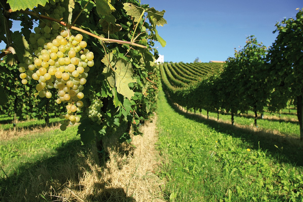 Prosecco Hills of Conegliano and Valdobbiadene