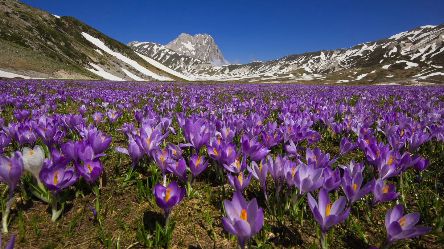 Saffron Blooming, Abruzzo and Tuscany, Italy