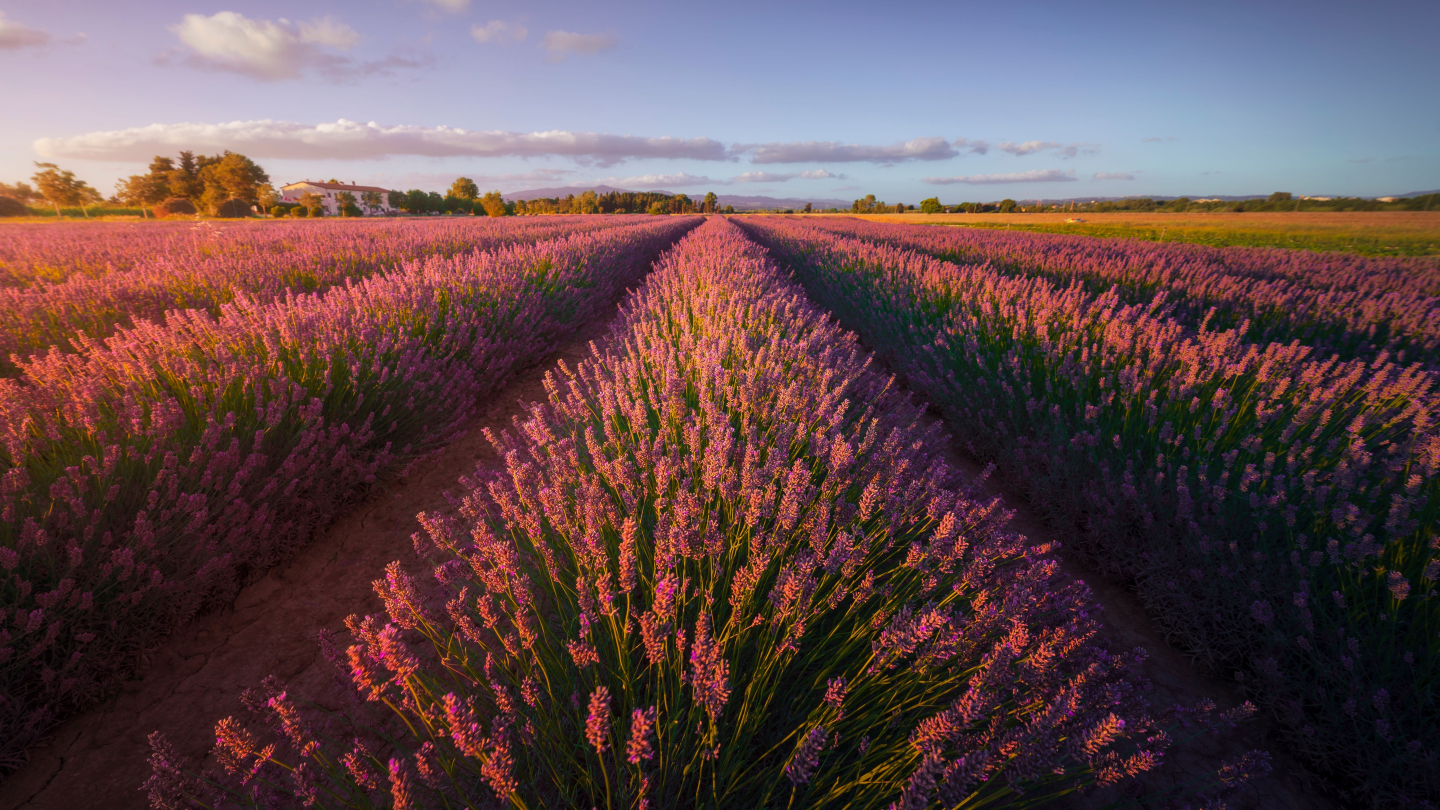 Lavender flowers fields at sunset Lavender flowers fields at sunset