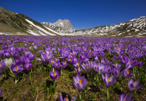 Saffron Blooming, Abruzzo and Tuscany, Italy