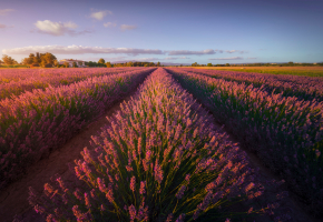 Lavender flowers fields at sunset